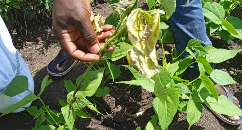 Agriculture & Food Security